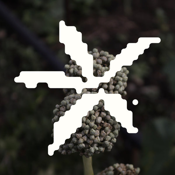 Wie wurde Microneedling zu einem Teil der Haarausfall-Routine?